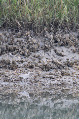 Willet Reflects in Marsh Water While Standing on a Cluster of Oysters
