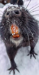 Nutria is black in winter in search of food.