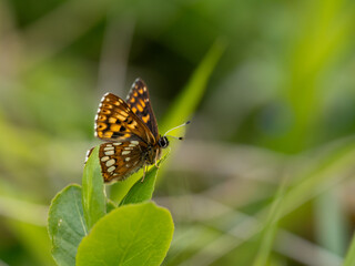 Obraz premium Glanville Fritillary Resting on Bramble