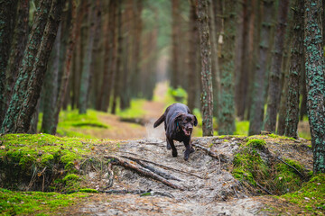 Brown young Labrador on the background of a pine forest.