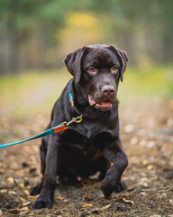 Young Labrador, 10 months old. Brown cute dog.