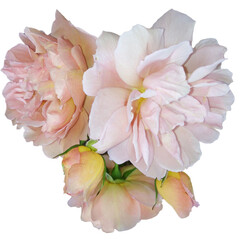 Bouquet of three delicate light roses
