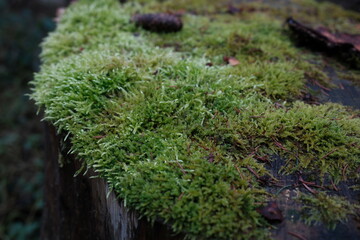 moss