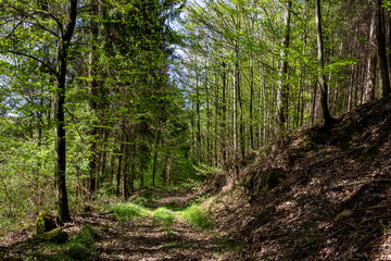 Tranquil Forest Trail in Odenwald, Germany with Sunlit Trees