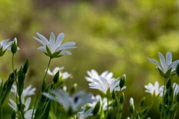 Wood Anemone Flowers in Sunlit Spring Meadow