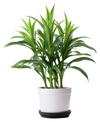 PNG  Lush indoor potted green plant