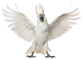 Fototapeta premium PNG Happy smiling Cacatua galerita dance cockatoo animal parrot.