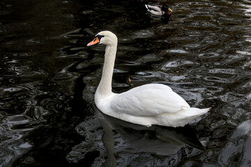 A graceful white swan gliding across dark, rippling water, its reflection softly visible. In the background, a mallard adds contrast to the serene aquatic scene.