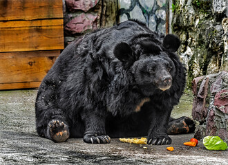Manchurium black bear. Latin name - Ursus thibetanus ussuricus