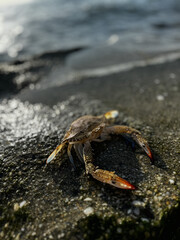 crab close up on sea beach