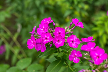 Purple phlox flowers on green background