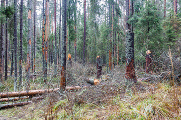 The trees affected by the bark beetle were broken during the hurricane.