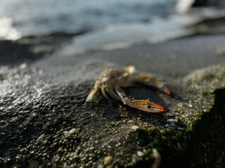 crab close up on sea beach