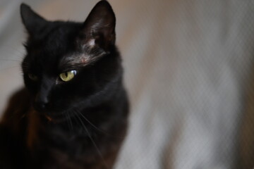 Black cat. Playful cat with green eyes. Black cat looks like a panther, with a piercing look.
