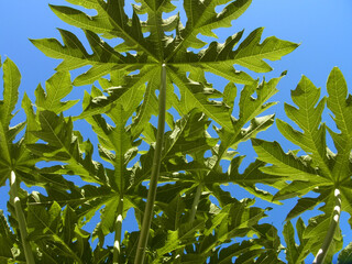 Obraz premium Papaya