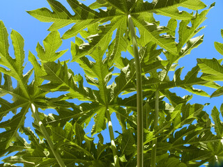 Obraz premium Papaya