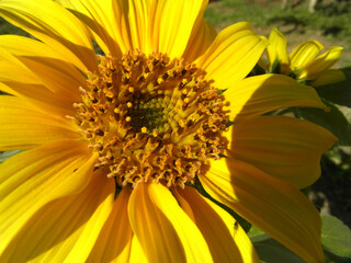 Girasole
