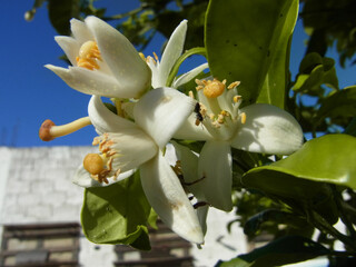 Limone