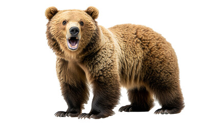 Fototapeta premium Brown Bear, 8 years old, walking isolated on white or transparent background, PNG, bear png