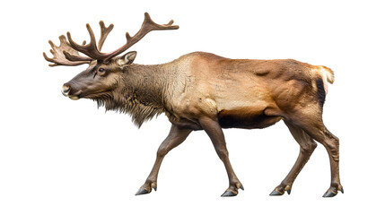 Portrait of an adult reindeer on a white or transparent background, PNG