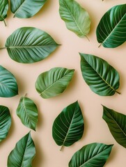 Fototapeta premium Green leaves on beige surface