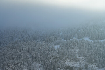  Moody forest landscape with fog and mist . Winter. Big Panorama.