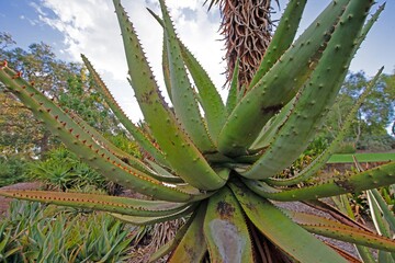 Close up of Aloe plant with spiky leaves in a sunny garden with lush vegetation in the background