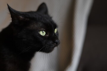 Black cat. Playful cat with green eyes. Black cat looks like a panther, with a piercing look.