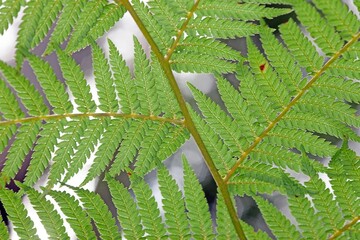 Dense vibrant green fern leaves in a natural outdoor setting