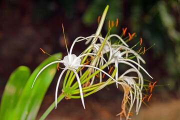 Close up of delicate white spider lily with intricate petals and lush green background