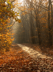 Forest path during autumn, leaves on the ground, orange colors