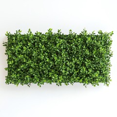 Green wall of plants in a rectangular planter