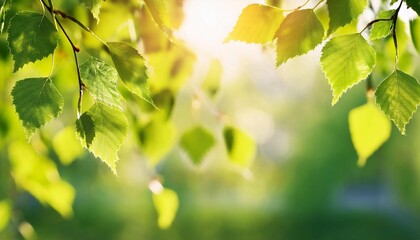 bright birch branches in the sunlight natural background spring background with bright fresh birch foliage