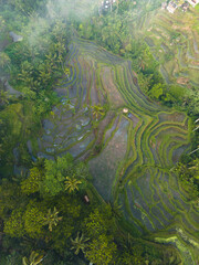 Aerial view of lush green rice terraces in a tropical landscape.