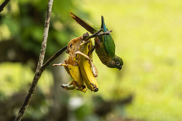 Birds of the Atlantic Forest - Brazil