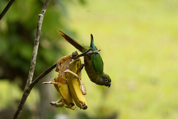 Birds of the Atlantic Forest - Brazil