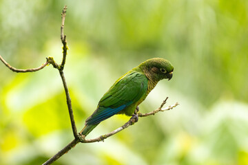 Birds of the Atlantic Forest - Brazil