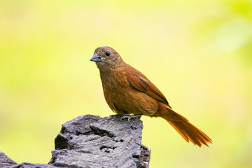 Birds of the Atlantic Forest - Brazil