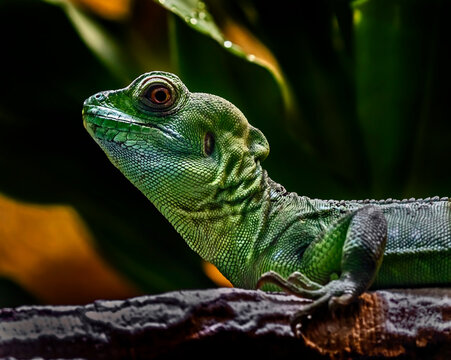 Young green basilisk on the branch. Latin name - Basilicus plumifrons