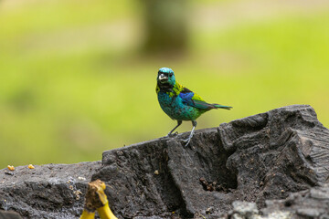 Fototapeta premium Birds of the Atlantic Forest - Brazil