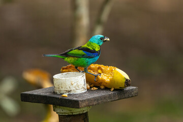 Birds of the Atlantic Forest - Brazil