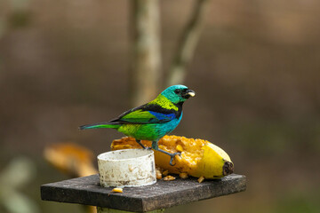 Birds of the Atlantic Forest - Brazil