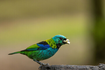 Birds of the Atlantic Forest - Brazil