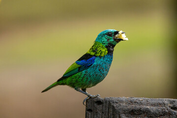 Obraz premium Birds of the Atlantic Forest - Brazil