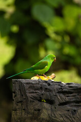 Birds of the Atlantic Forest - Brazil