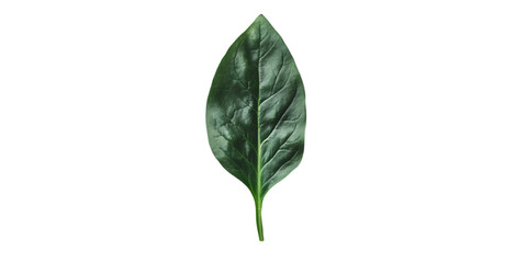 Fototapeta premium Dark Green Leaf Isolated on White Background 