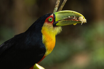 Birds of the Atlantic Forest - Brazil