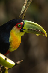Birds of the Atlantic Forest - Brazil