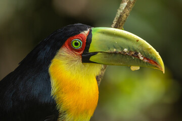 Birds of the Atlantic Forest - Brazil