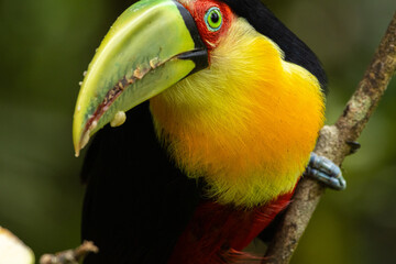 Birds of the Atlantic Forest - Brazil